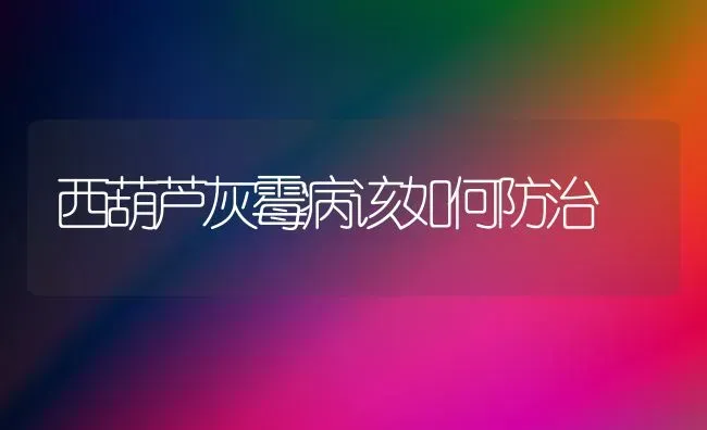 西葫芦灰霉病该如何防治 | 养殖知识