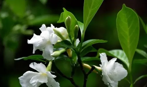 狗牙花只有花苞不开花 | 三农知识