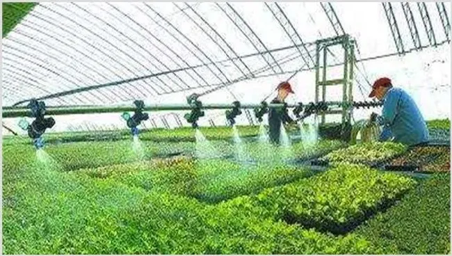 冬季棚室蔬菜的浇水注意事项 | 生活常识