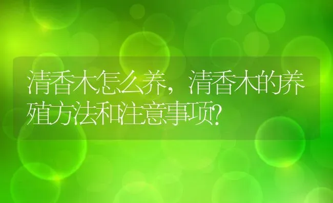 清香木怎么养,清香木的养殖方法和注意事项？ | 养殖科普