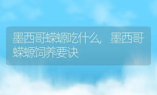 墨西哥蝾螈吃什么,墨西哥蝾螈饲养要诀 | 养殖学堂