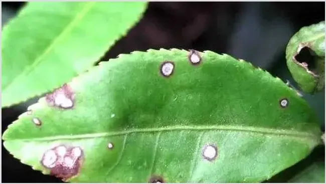 茶赤叶斑病怎么防治？ | 三农知识