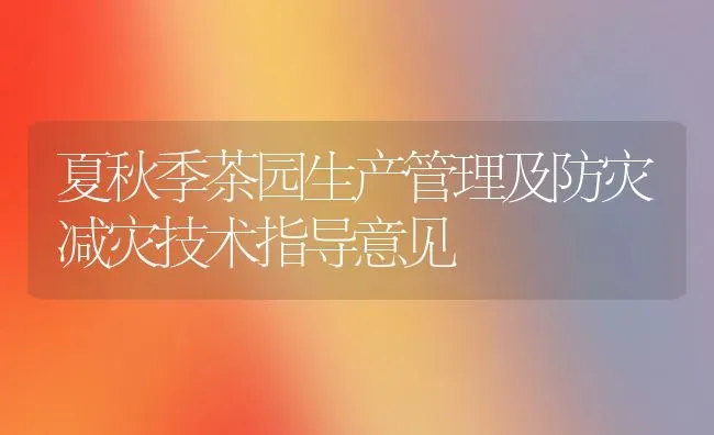 夏秋季茶园生产管理及防灾减灾技术指导意见 | 养殖技术大全