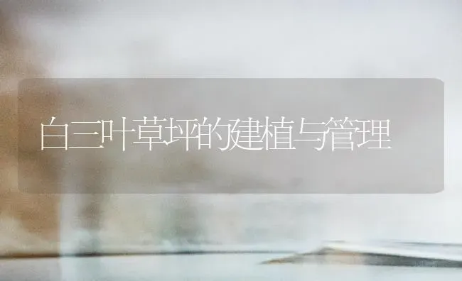 白三叶草坪的建植与管理 | 养殖技术大全