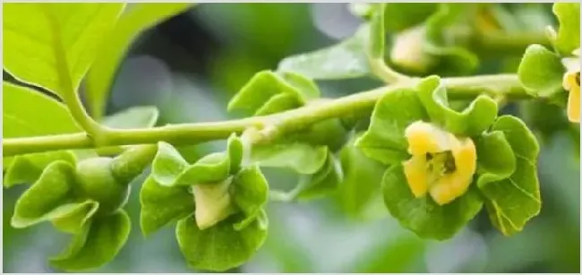 柿子树开花吗 | 三农知识