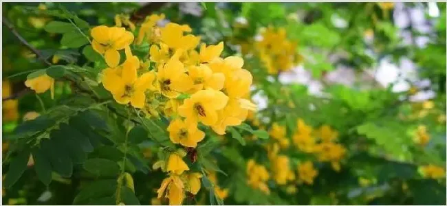 黄槐决明与黄槐的区别 | 生活妙招