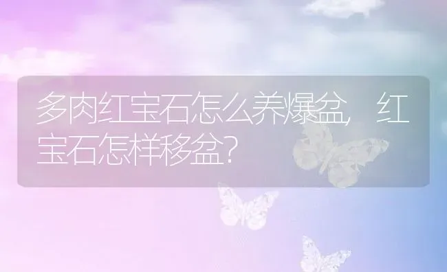 多肉红宝石怎么养爆盆,红宝石怎样移盆？ | 养殖科普