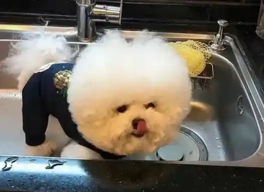 比熊能吃芒果吗,比熊吃狗肉吗？