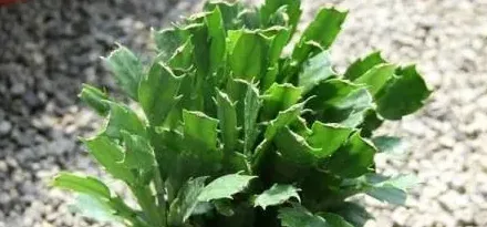 刚从网上买的蟹爪兰怎么处理,新买来的裸根蟹爪兰怎么上盆？