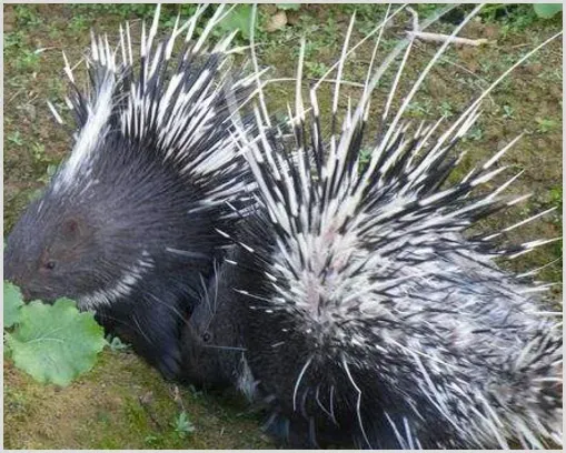 豪猪养殖投资成本 | 农广天地