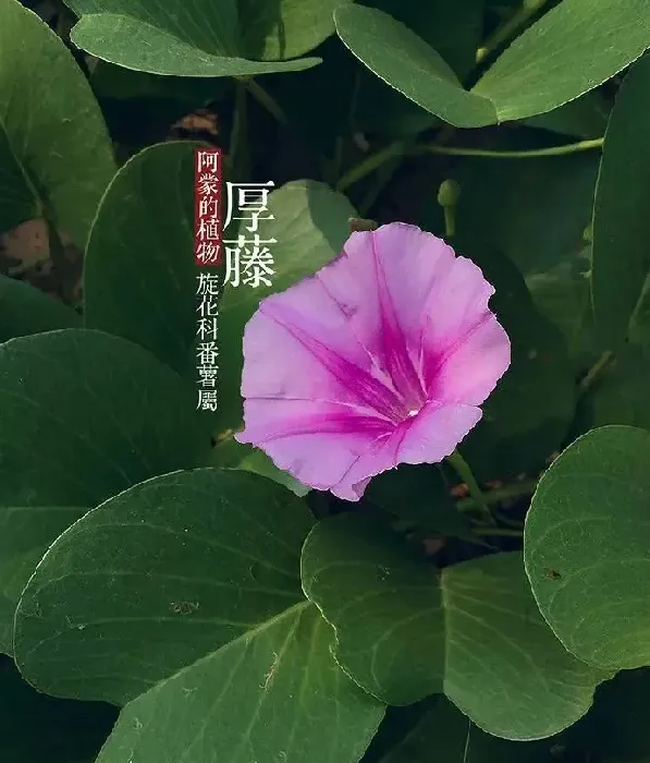 旋花科植物有哪些,刺旋花有几个品种？