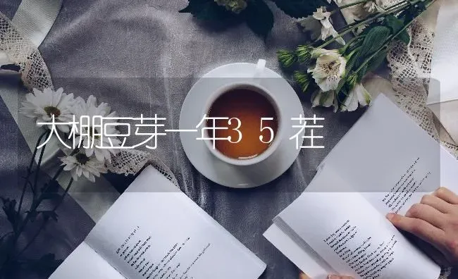 大棚豆芽一年35茬 | 养殖知识