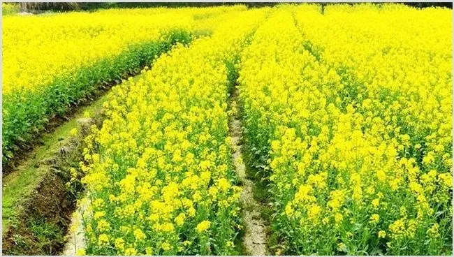 油菜种植如何鉴别缺肥症 | 常识大全