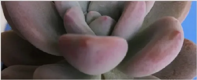 奥普琳娜与冬美人区别 | 妙招大全