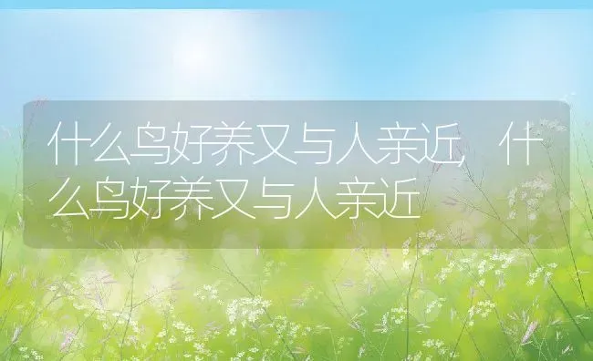 什么鸟好养又与人亲近,什么鸟好养又与人亲近 | 养殖科普