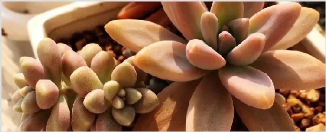 姬胧月怎么修根 | 实用知识