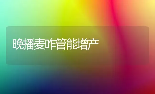 晚播麦咋管能增产 | 养殖知识