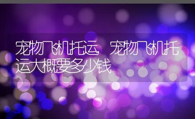宠物飞机托运,宠物飞机托运大概要多少钱 | 养殖学堂