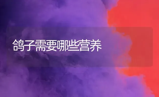 鸽子需要哪些营养 | 养殖知识