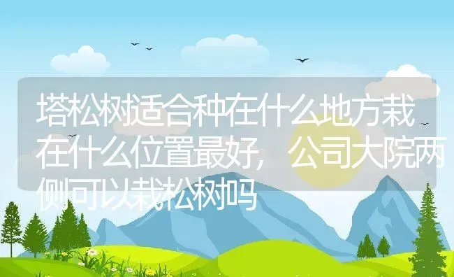 塔松树适合种在什么地方栽在什么位置最好,公司大院两侧可以栽松树吗 | 养殖学堂