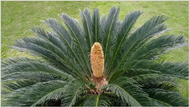 铁树开花的征兆 | 常识大全