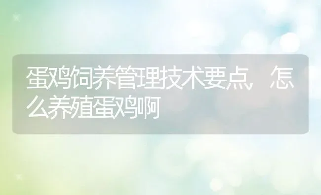 蛋鸡饲养管理技术要点,怎么养殖蛋鸡啊 | 养殖学堂