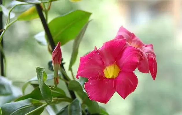 飘香藤什么时候开花,十里飘香藤几年开花？