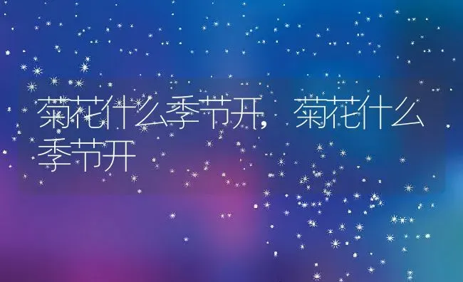 菊花什么季节开,菊花什么季节开 | 养殖科普