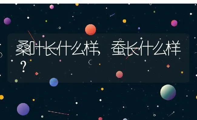 桑叶长什么样,蚕长什么样？ | 养殖科普