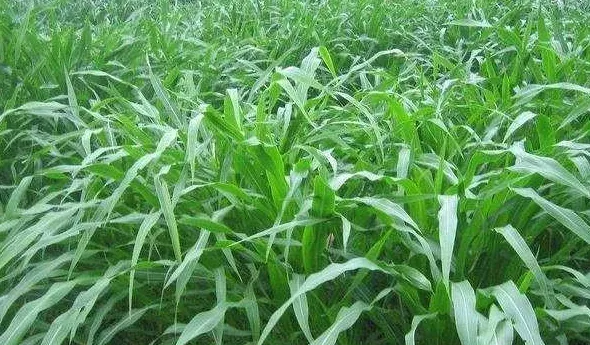 小米草长什么样,适宜养鱼的牧草主要有哪些？