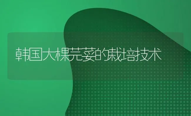 韩国大棵芫荽的栽培技术 | 养殖技术大全