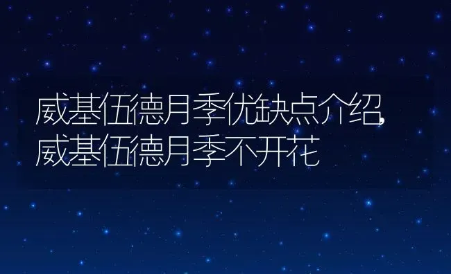 威基伍德月季优缺点介绍,威基伍德月季不开花 | 养殖学堂