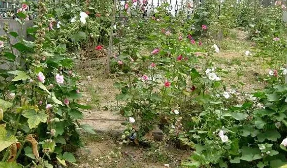 蜀葵种子怎么播种种植,蜀葵花籽催芽后怎么种？