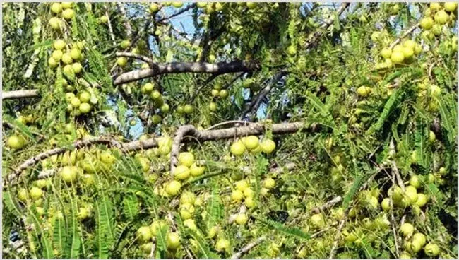 鹅莓的种植注意事项 | 农广天地