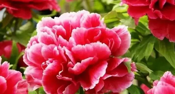 牡丹花什么品种最好看,牡丹花哪个颜色最好看？