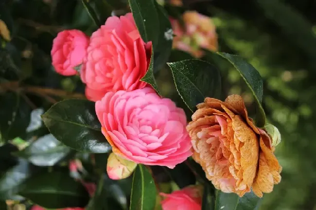 茶花怎么养,茶花的养殖方法和注意事项有哪些？茶花的养殖？