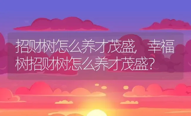 招财树怎么养才茂盛,幸福树招财树怎么养才茂盛？ | 养殖科普