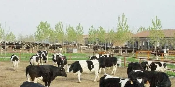 夏季养殖奶牛的防暑降温措施 | 农广天地