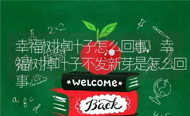 幸福树掉叶子怎么回事,幸福树掉叶子不发新芽是怎么回事 | 养殖学堂