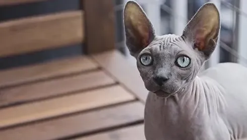 斯芬克斯猫什么颜色贵,无毛猫白皮蓝皮哪个贵？
