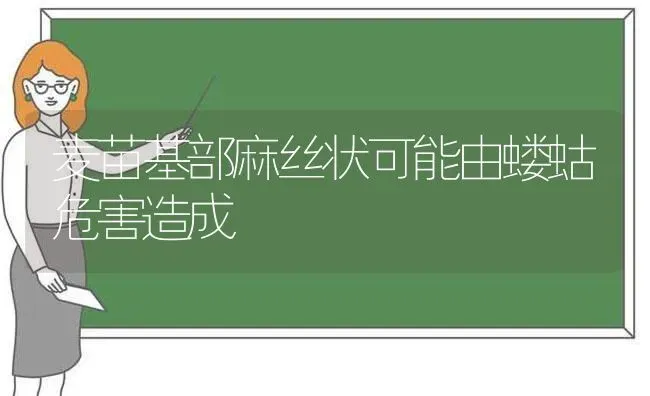 麦苗基部麻丝状可能由蝼蛄危害造成 | 养殖技术大全