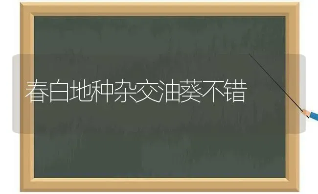 春白地种杂交油葵不错 | 养殖知识