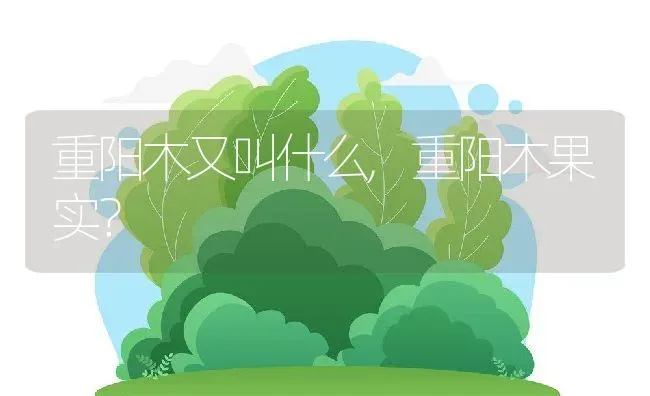 重阳木又叫什么,重阳木果实？ | 养殖科普