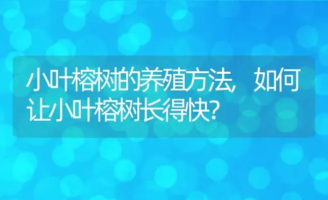 小叶榕树的养殖方法,如何让小叶榕树长得快？ | 养殖科普