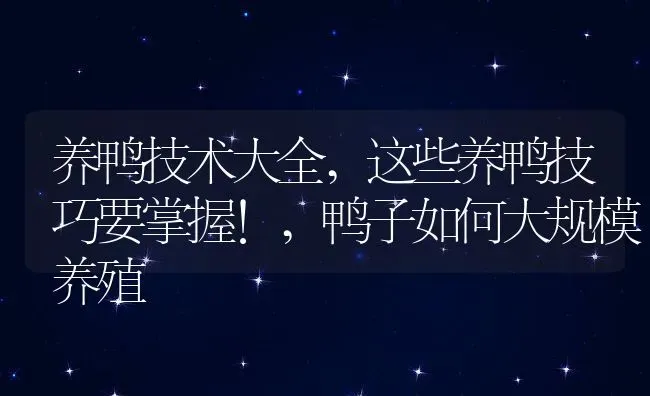 养鸭技术大全,这些养鸭技巧要掌握!,鸭子如何大规模养殖 | 养殖学堂