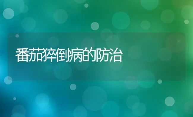 番茄猝倒病的防治 | 养殖技术大全