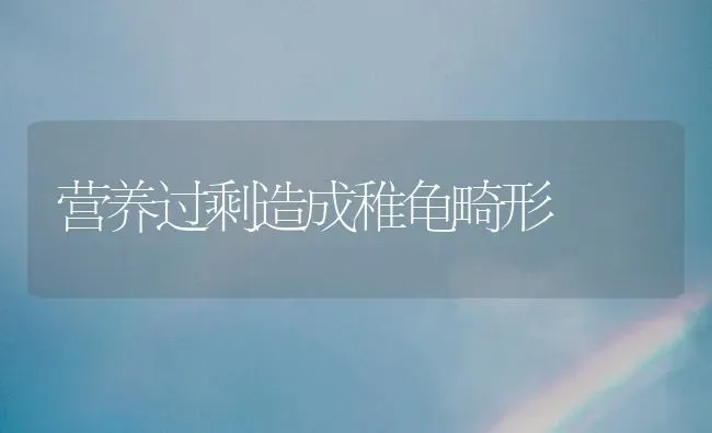 营养过剩造成稚龟畸形 | 养殖知识