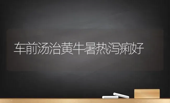 车前汤治黄牛暑热泻痢好 | 养殖知识