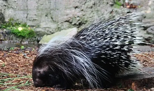 豪猪养殖投资成本 | 农广天地