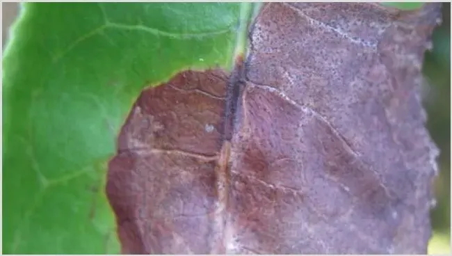 茶赤叶斑病怎么防治？ | 三农知识
